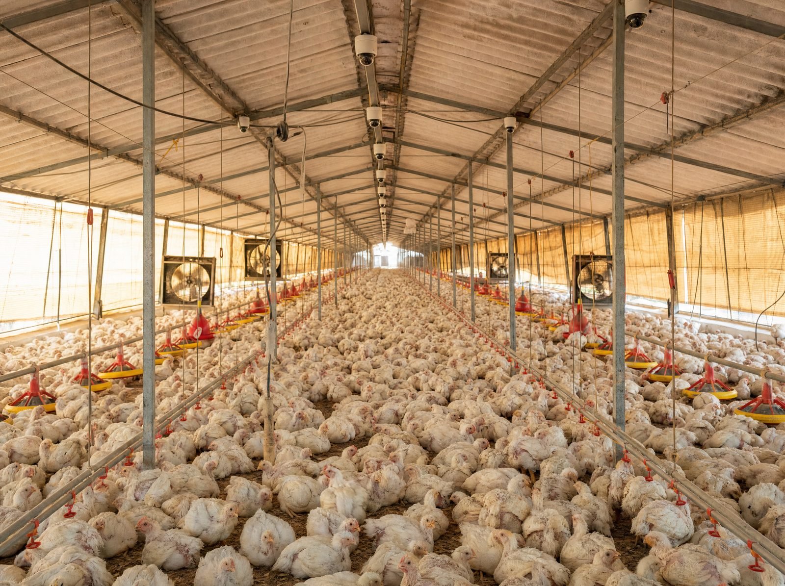 Poultry Farm AI